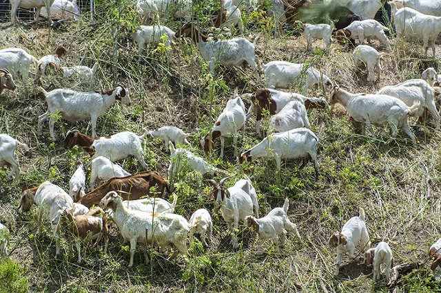 Екатеринбургский вуз будет готовить специалистов по козам