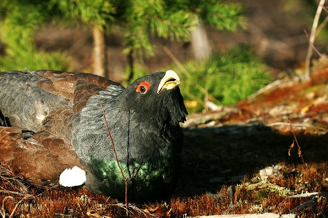 Раненый глухарь, приземлившийся на спортплощадку, напугал детей
