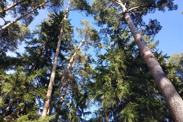 Екатеринбургская сосна участвует в конкурсе «Российское дерево года 2023»