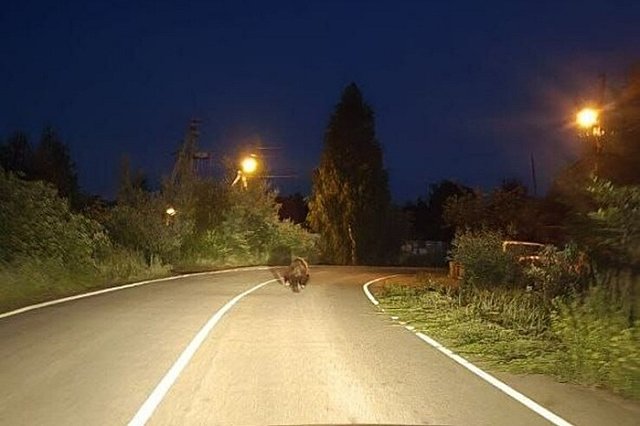 Медведь погнался за квадроциклом под Екатеринбургом