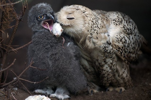 Петербуржцев просят сдавать мышей для выкорма новорожденных совят