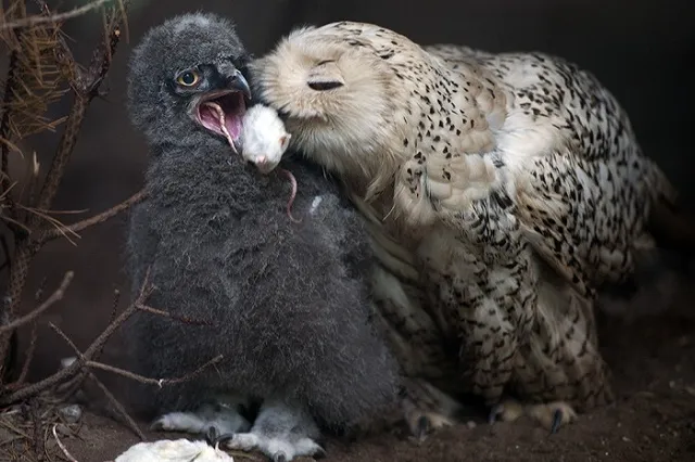 Петербуржцев просят сдавать мышей для выкорма новорожденных совят