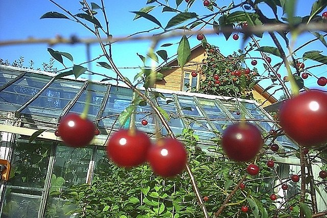 Эксперты объяснили, за какие теплицы нужно заплатить налоги