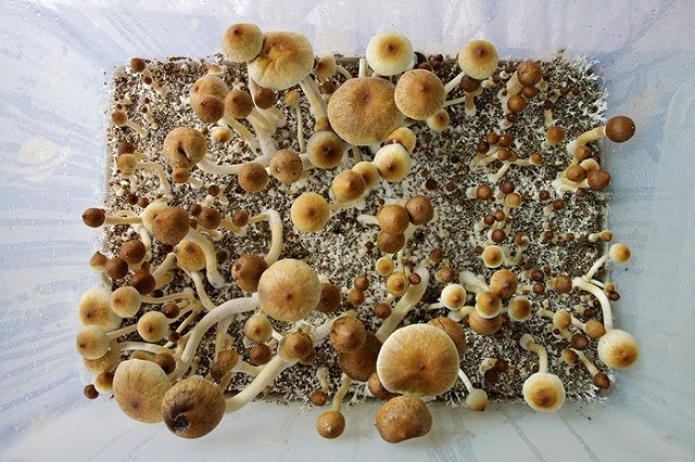 Кишечную палочку превратили в фабрику психоделиков