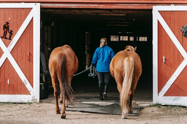 Лошадь проломила висок пятилетнему ребёнку в парке Петербурга