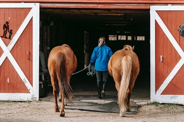 Лошадь проломила висок пятилетнему ребёнку в парке Петербурга