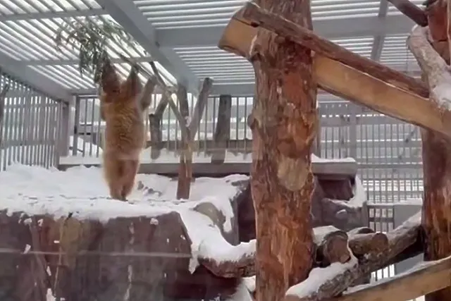 В зоопарке Екатеринбурга показали видео с «уральской пандой»