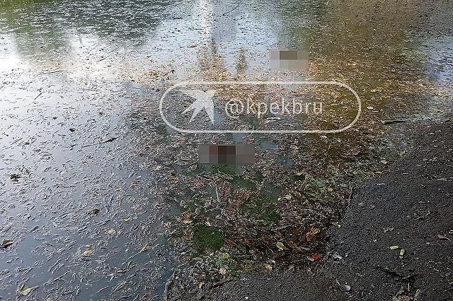 В Харитоновском парке нашли мёртвых уток