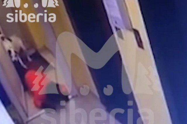 Бойцовская собака напала на 9-летнего мальчика в подъезде