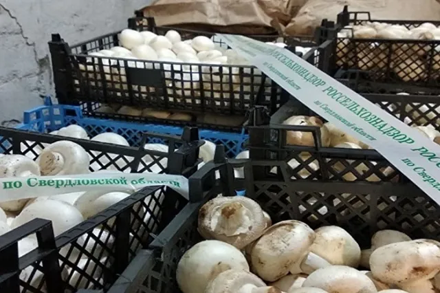 В Свердловской области уничтожены сотни килограммов шампиньонов