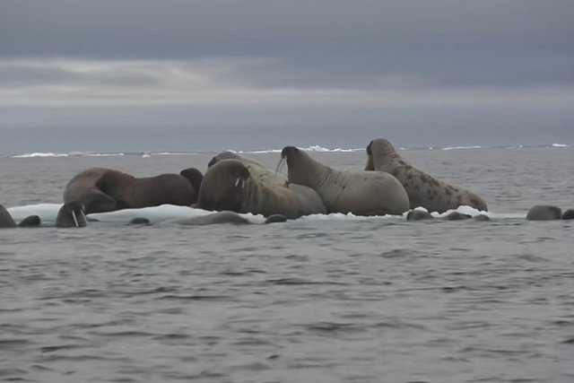 В США заявили претензии на российский остров Врангеля