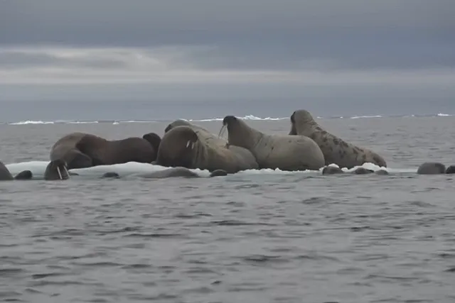 В США заявили претензии на российский остров Врангеля