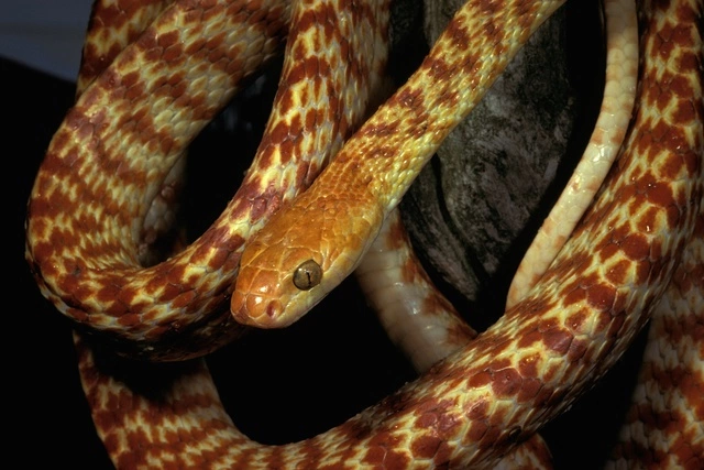 В Австралии полутораметровая змея свела счеты с жизнью