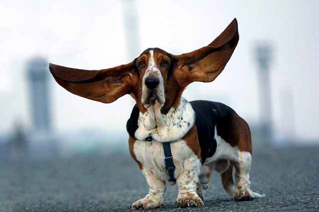 Ученые: Домашние животные продлевают жизнь людей