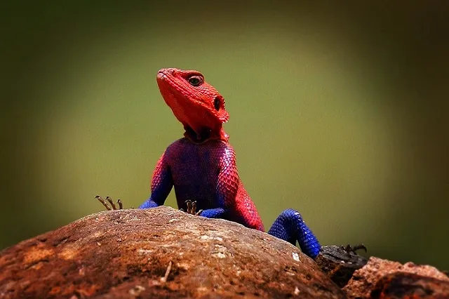 В США ушел из жизни один из главных создателей супергероев Marvel