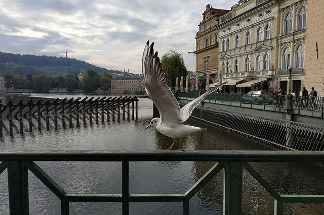 Baza: Следователи выясняют, чьи чайки попали в А321 «Уральских авиалиний»
