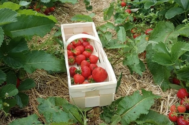 Ученый рассказал, как справиться с высокими ценами на овощи