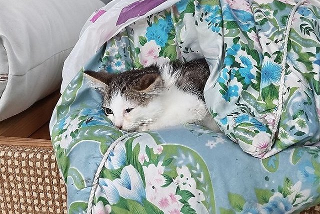 Котенка выкинули на Сортировке в мусорку