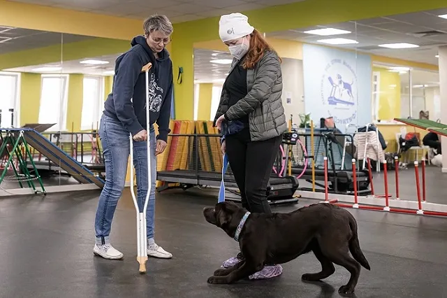 В Екатеринбурге начали обучать собак-терапевтов