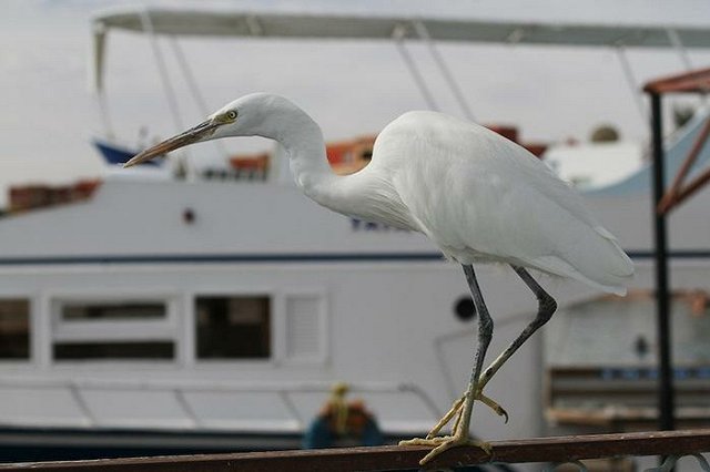 Пять авиакомпаний получили допуски на полеты из Екатеринбурга на курорты Египта