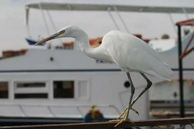 Пять авиакомпаний получили допуски на полеты из Екатеринбурга на курорты Египта