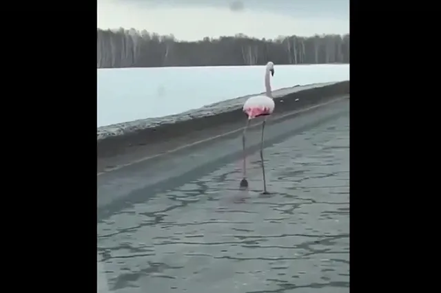 На свердловской трассе застали розового фламинго