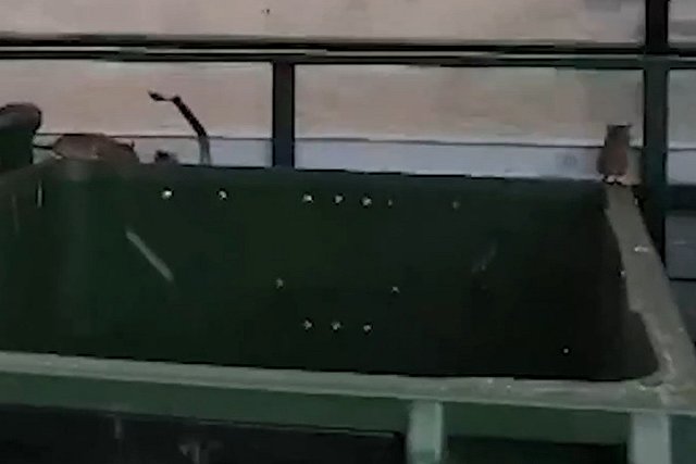 «Забегают на детскую площадку»: жители многоэтажки на Сортировке пожаловались на полчища крыс