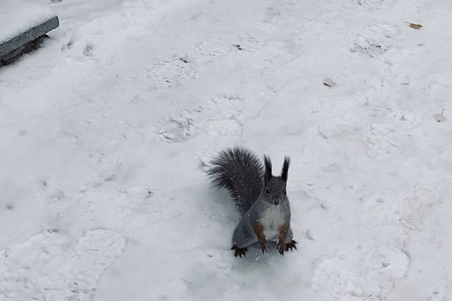 Снег в Свердловской области скоро пройдет. Вместо него начнётся дождь