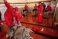 Благотворительный фонд будет резать баранов в Курбан-Байрам