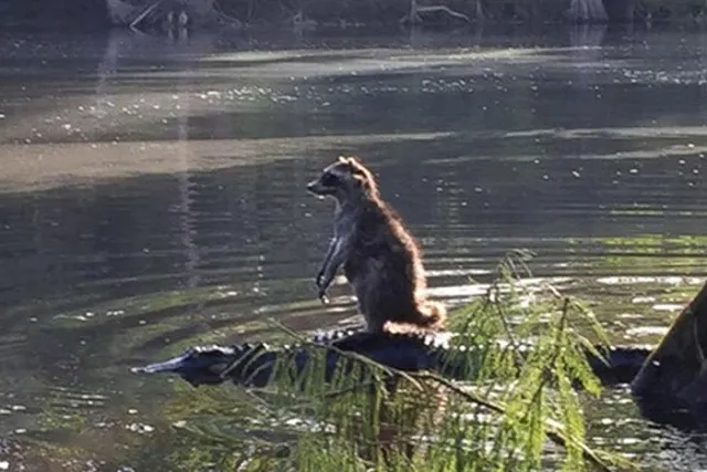 Енот удрал от фотографа на спине аллигатора