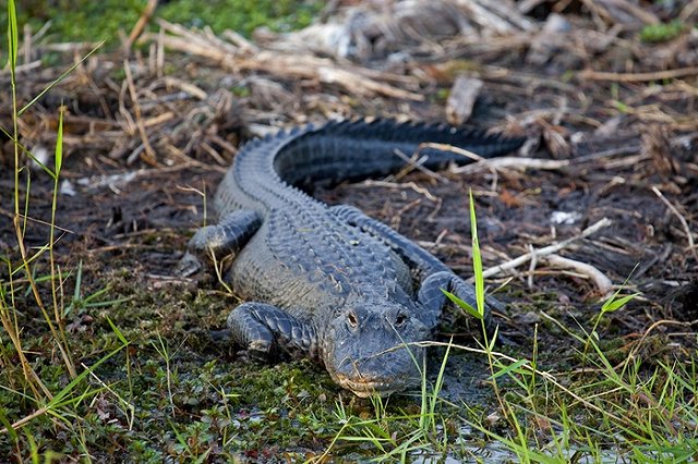 Пилота упавшего в болото самолета съел аллигатор