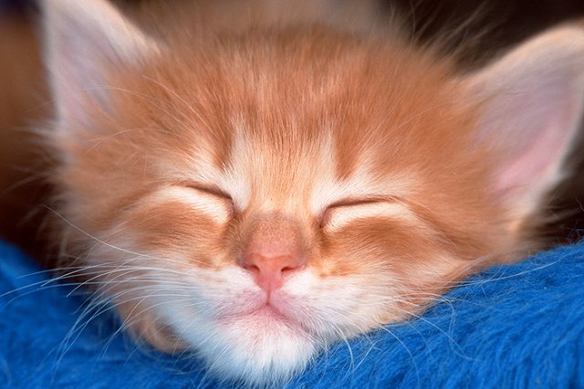 Ученые обнаружили главный секрет сна