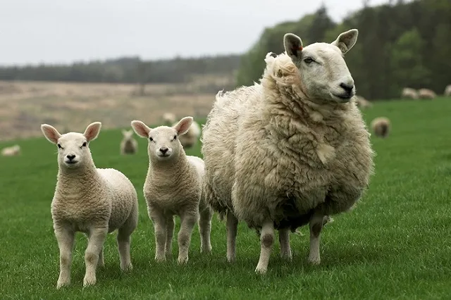 5 продуктов, которые убивают планету (но мы все равно их едим)