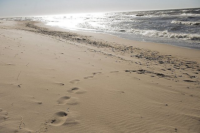 Директор нацпарка «Куршская коса» в Калининградской области задержан силовиками