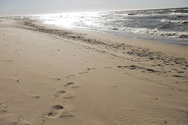 Директор нацпарка «Куршская коса» в Калининградской области задержан силовиками