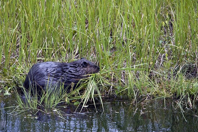 Бобров обвинили в разрушении тюменской трассы