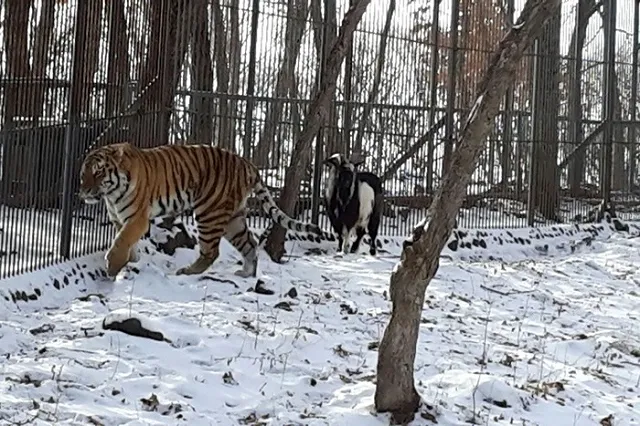 Тигр Амур и козел Тимур останутся вместе