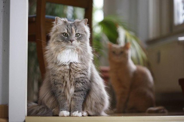 Пермский кот получил оклад в 400 тысяч и личного водителя