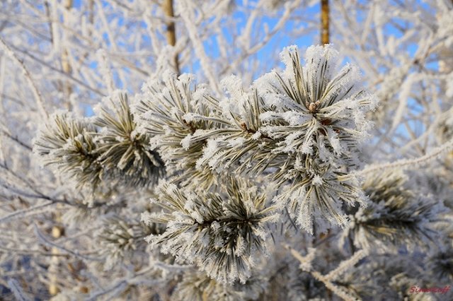 В Оймяконе прошел первый международный марафон при температуре в минус 52