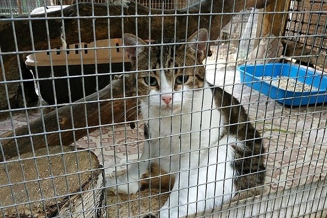 Кот-наркокурьер сбежал от российских следователей