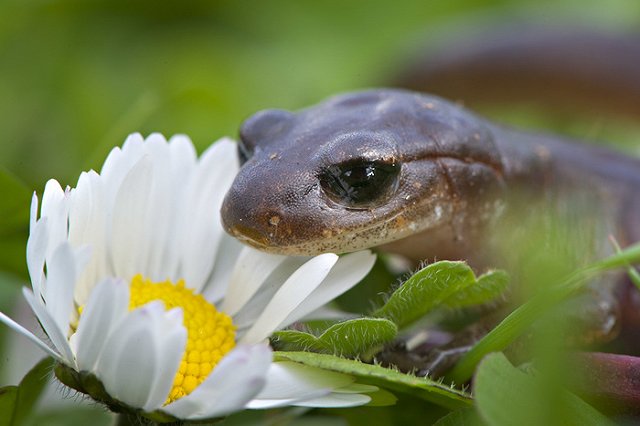 Внутренняя саламандра: люди восстанавливают хрящи подобно амфибиям
