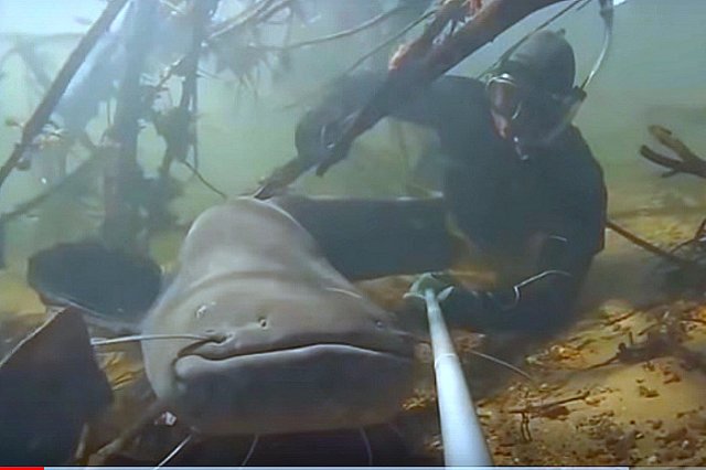 Гигантский сом мешает чинить мост в Калининграде и пугает водолазов