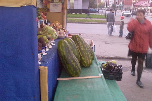 Садовод случайно вырастил на своем участке огурец-арбуз (ФОТО)