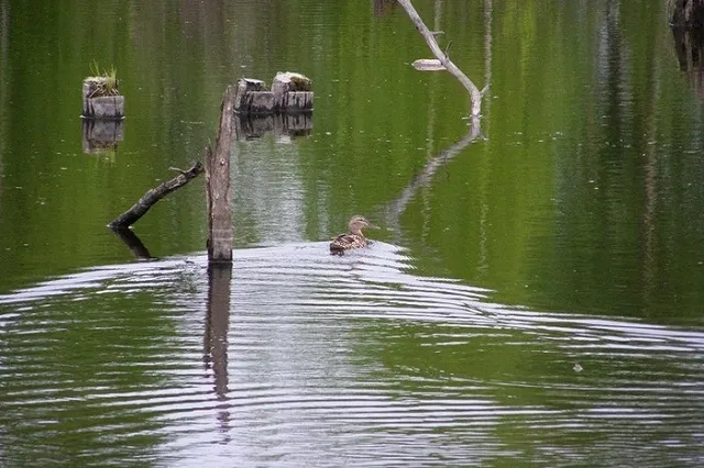 Очистка Верх-Исетского пруда к «Экспо-2025» оценена в 600 млн рублей