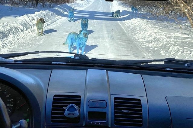 Россиян напугали синие и зеленые собаки по всей стране