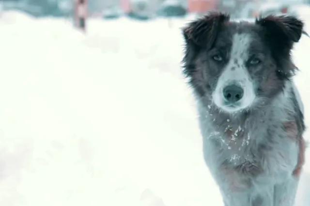 В отношении жителя Эльмаша, выбросившего в окно чужого пса, возбудили уголовное дело