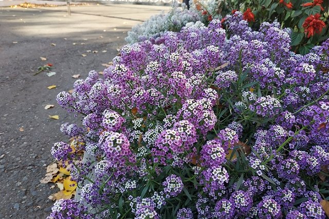 Власти Екатеринбурга хотят перейти к стратегии «карманных» парков