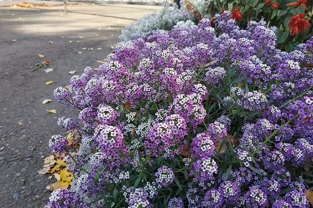 Власти Екатеринбурга хотят перейти к стратегии «карманных» парков