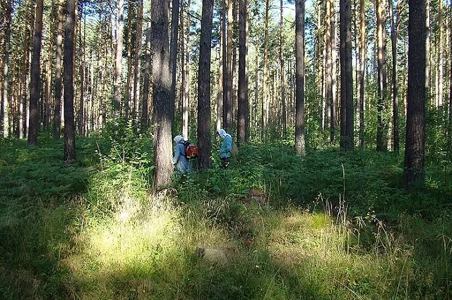 На Северном Урале в тайге пропали четыре человека