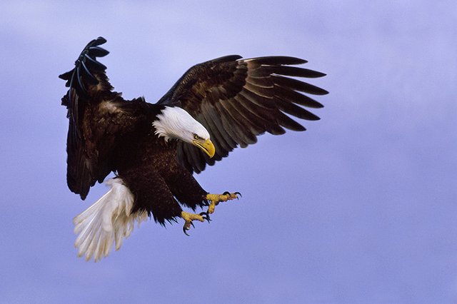 Национальная птица США сбила самолет на Аляске